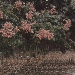 操俄罗斯大胸美女老师
